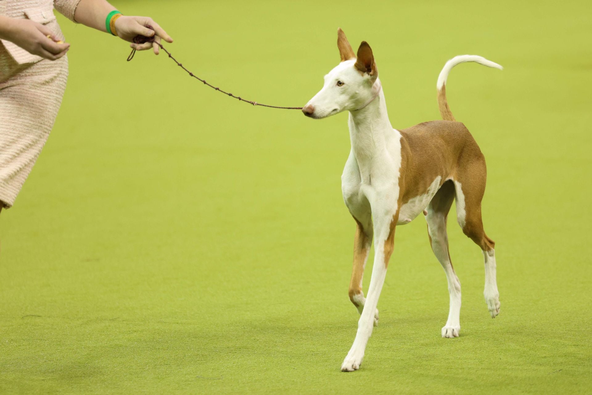 Los mejores perros de raza se dan cita en el Madison Square Garden