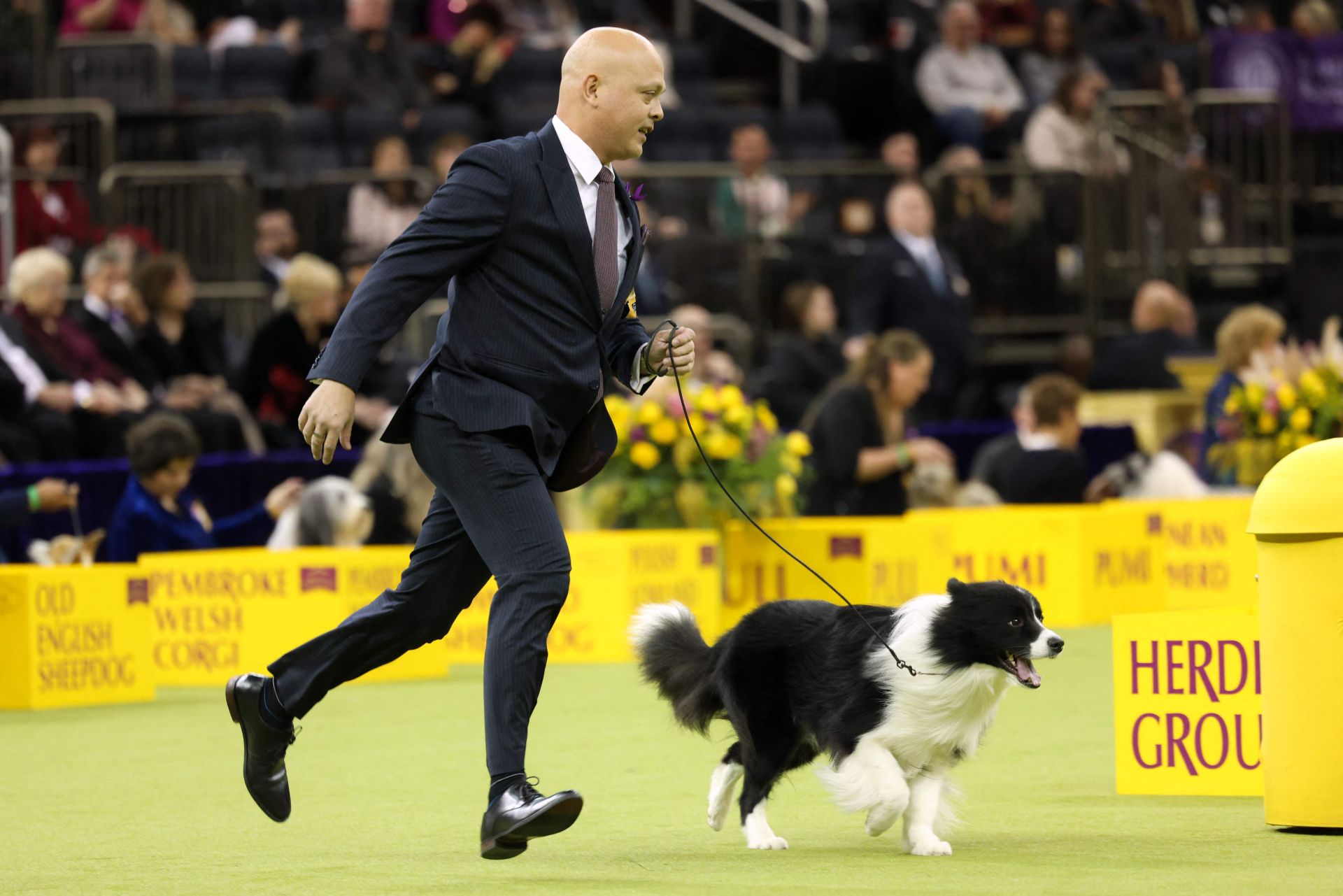 Los mejores perros de raza se dan cita en el Madison Square Garden