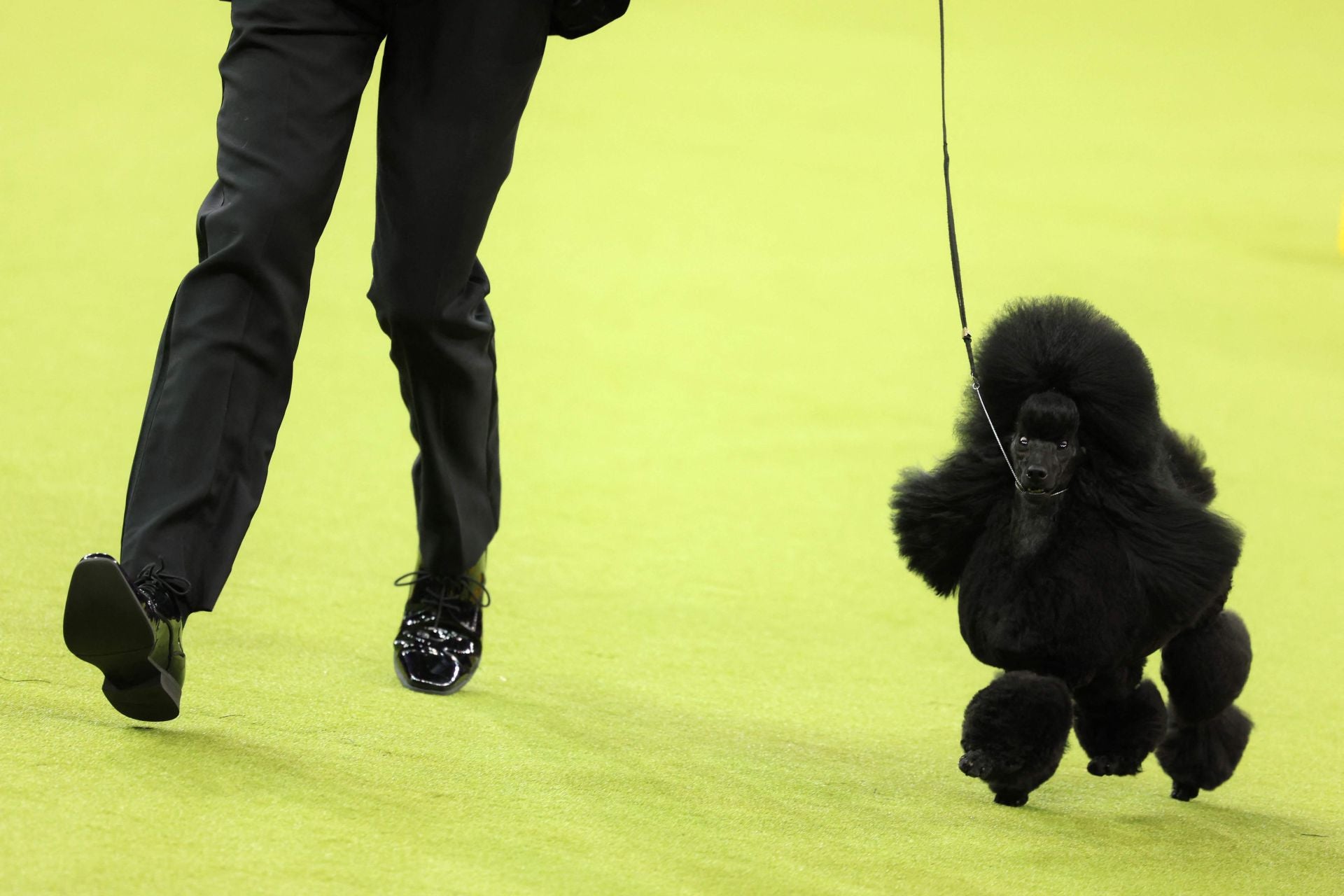 Los mejores perros de raza se dan cita en el Madison Square Garden