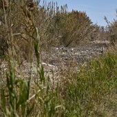 Los canales de la Albufera siguen bloqueados por la basura y la acumulación de cañas