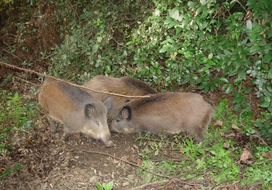 Unos jabalíes buscan comida en un campo.