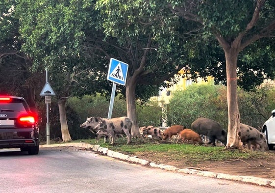 Una piara de cerdos salvajes en Málaga.