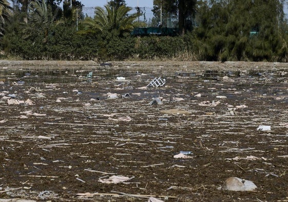 FOTOS | Los canales de la Albufera siguen bloqueados por la basura y la acumulación de cañas