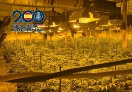 Vista de la plantación de marihuana descubierta por la Policía Nacional en la nave de Valencia