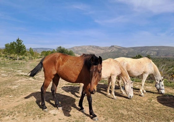 Algunas de las yeguas pastando en los montes de Yátova.