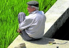 Un arrocero descansa en el ribazode una acequia junto al arrozal, con la hoz y la bicicleta al lado.