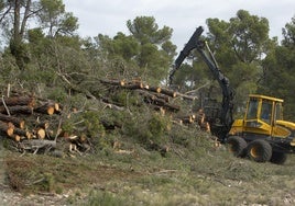 Una máquina realiza tareas de gestión forestal en el monte.