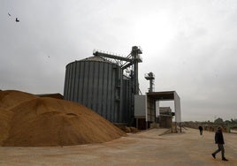 Arroz perdido por las inundaciones en la cooperativa de Massanassa.