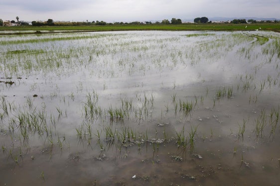 Campos de arroz en Sollana, en una imagen de archivo.