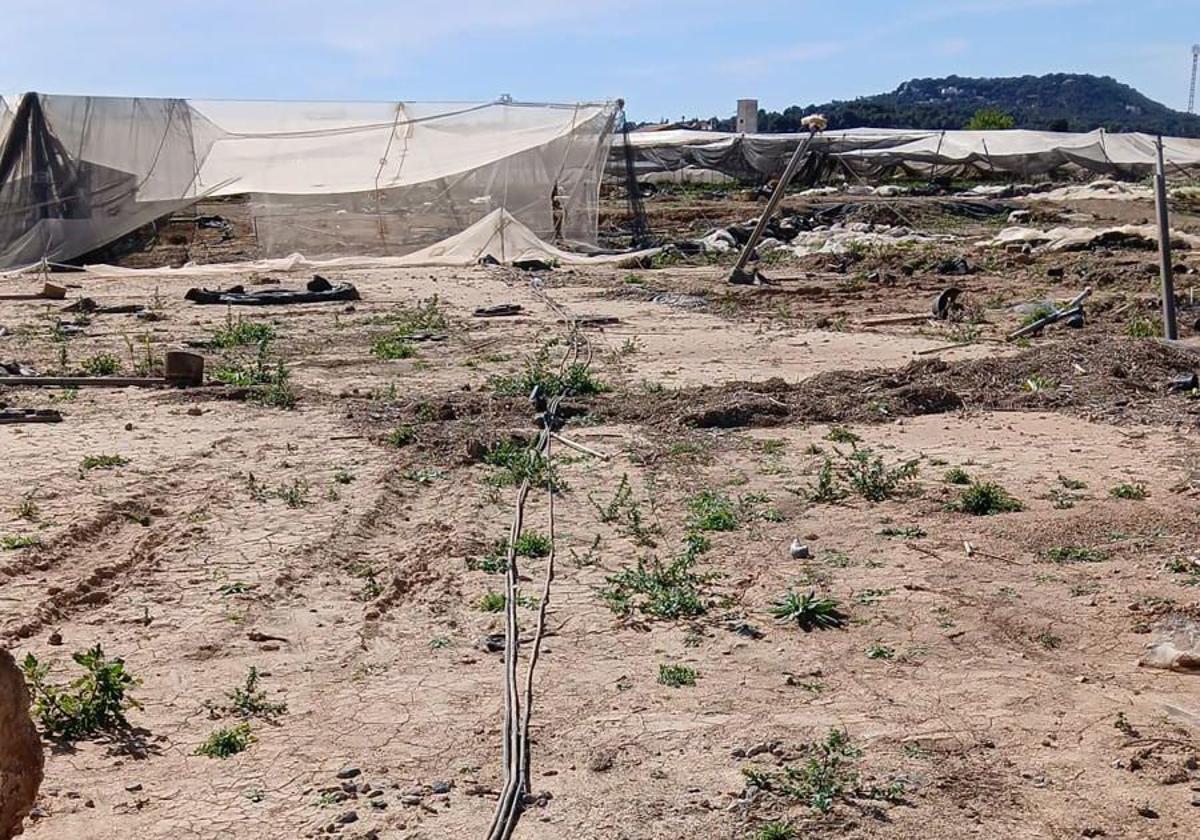 Destrozos en el vivero asaltado en Chiva.