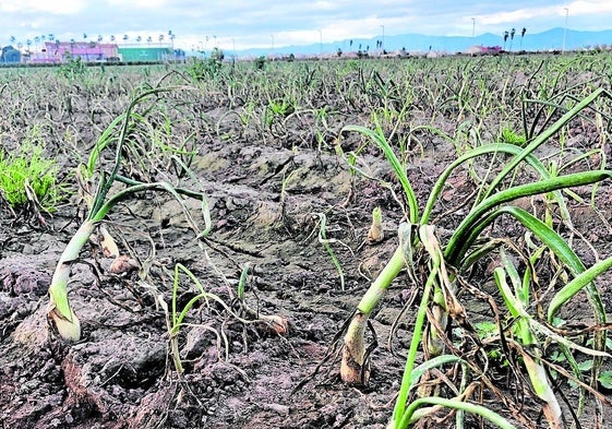 Campo de celbollas en l'Horta Nord. Los bulbos no crecen porque no hay forma de parar el mildiu.