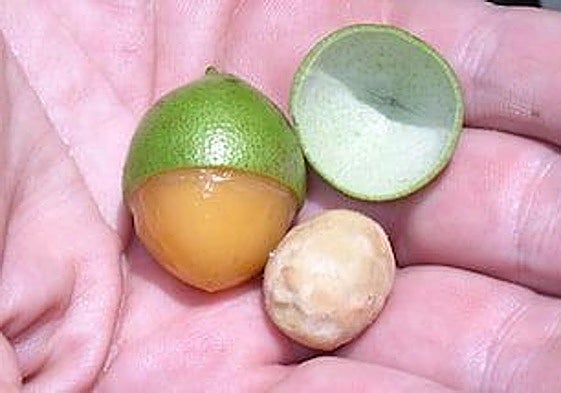 El exótico alimento que ayuda mantener fuertes nuestros huesos y evitar la osteoporosis