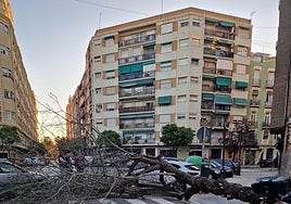 Arbol caído en La Petxina.