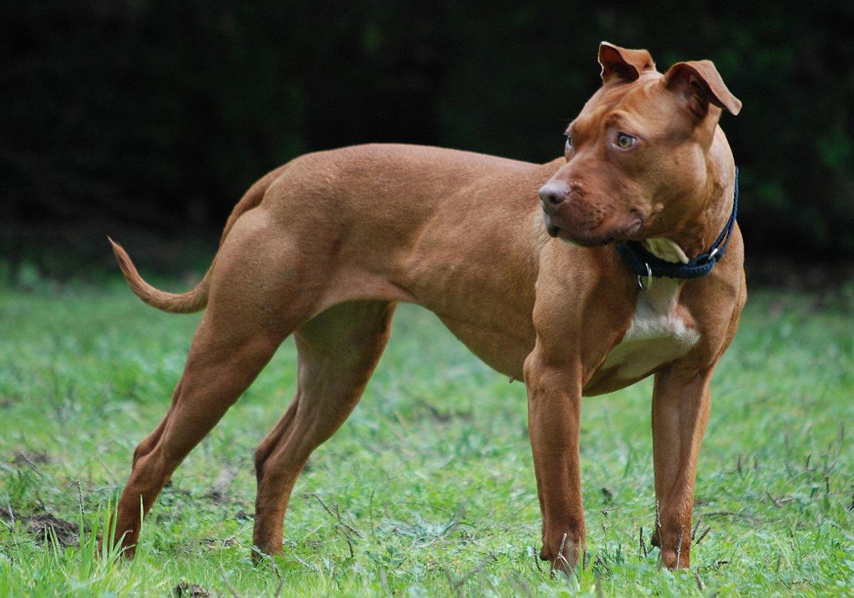 Un pitbull ataca a una niña de 6 años en León