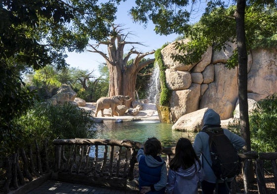 Camaleones pantera en el Bioparc.