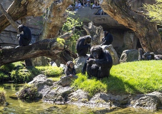 El chimpancé recién nacido cuyo nombre puedes decidir está en BIOPARC Valencia