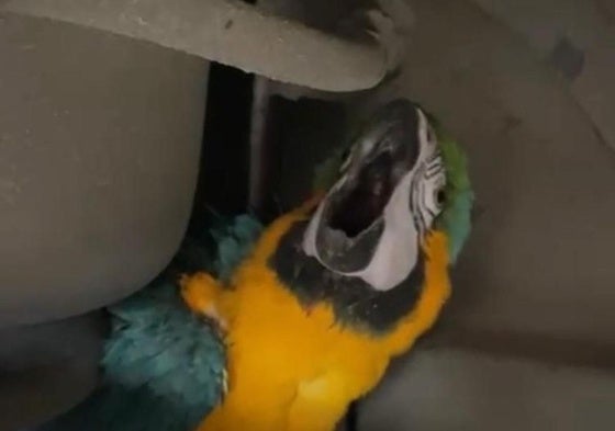 El loro que se quería colar en la EMT este miércoles