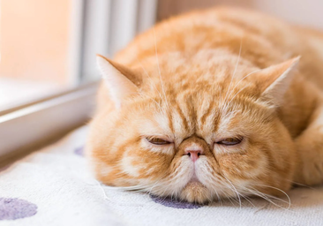 El lugar ideal para colocar la cama de tu gato