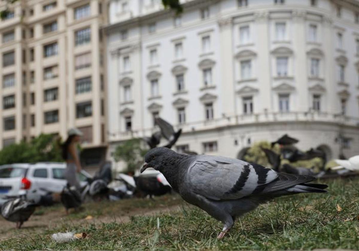 Aves en Valencia, uno de los municipios considerado como zona de especial riesgo de gripe aviar.