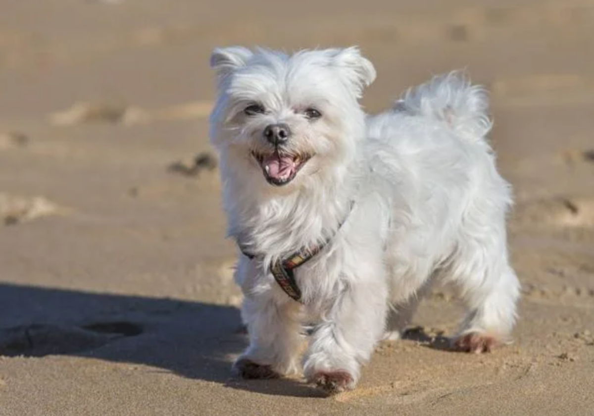 La raza de perro ideal para personas viudas, según un estudio