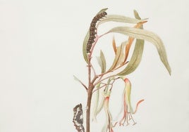 Los muros de la huerta
