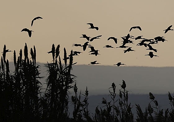Aves acuáticas en el Parque Natural de la Albufera.