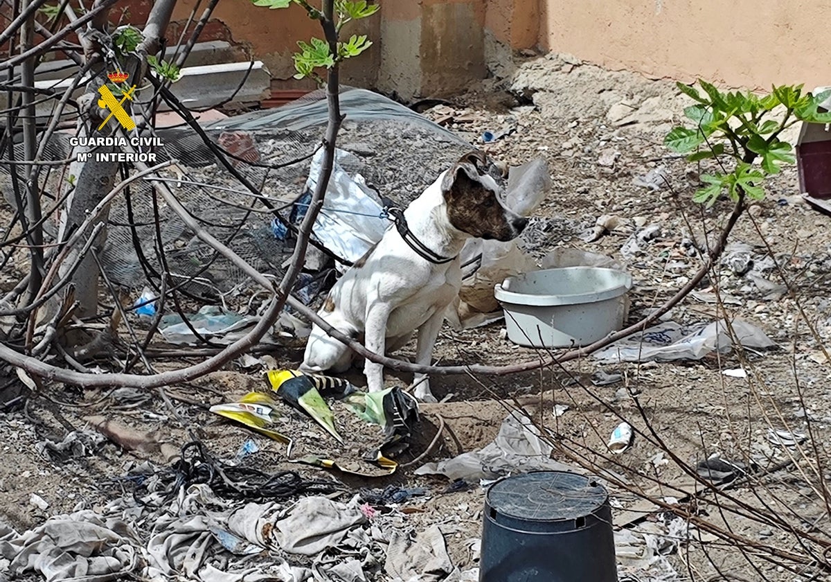 Los agentes rescataron varios animales en el almacén registrado.