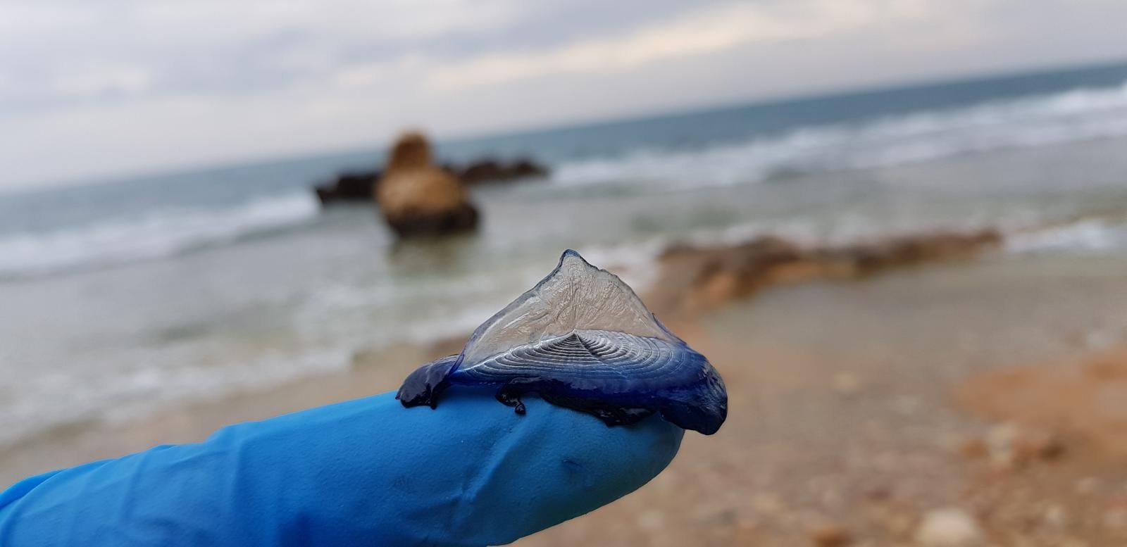 Uno de los ejemplares de 'Velella velella' que ha llegado a la costa de Dénia.