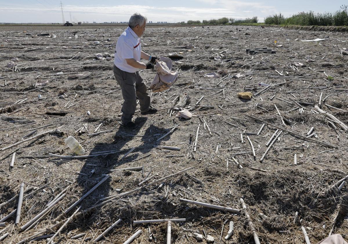 FOTOS | Así se limpia a mano un arrozal de la Albufera