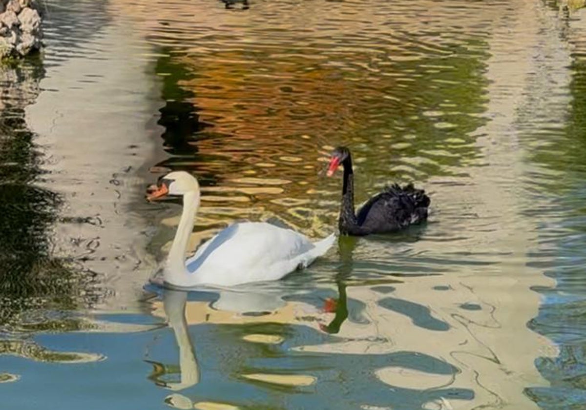 Las dos cisnes siempre estaban juntas en el lago.