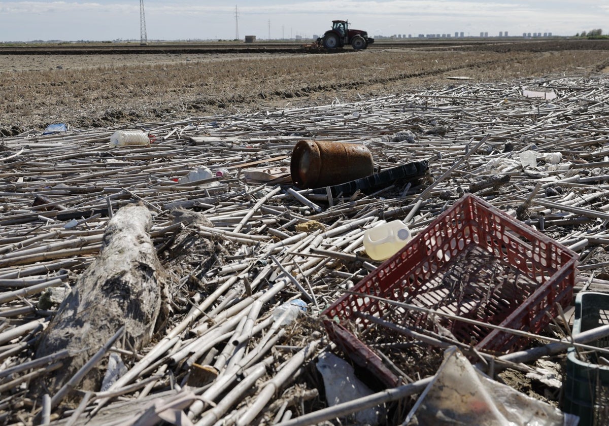 Hasta 132 hectáreas en la Albufera no sembrarán el arroz por la basura de la dana