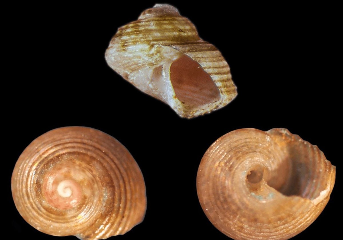 Investigadores de la Fundación Oceanogràfic descubren una nueva especie de molusco en el Mediterráneo