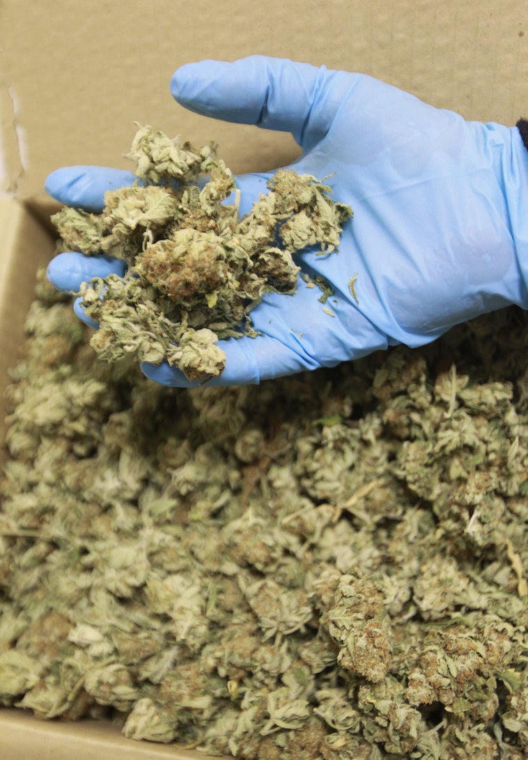 Cogollos de marihuana.