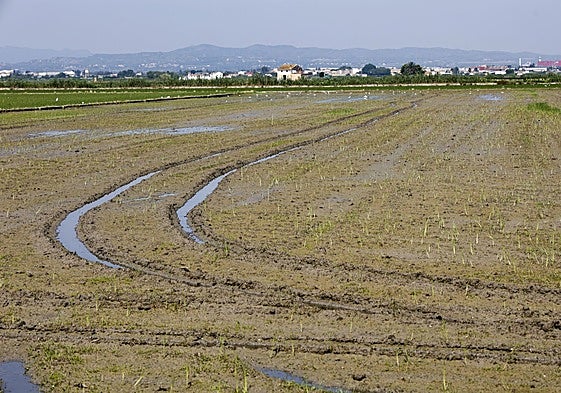 Vista de un campo de arroz en la Albufera.
