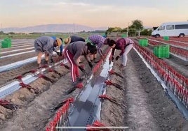 Plantación de las estaquillas ya injertadas en la parcela de un vivero, donde enraizarán y crecerán más de medio año hasta alcanzar su tamaño comercial; se arrancarán a final de año para su venta a los viticultores.