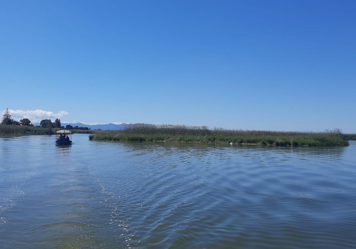 Mata de vegetación flotante por la Albufera como consecuencia de la dana.