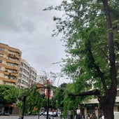 Rama de un árbol que se ha desplomado en la calle San Vicente.