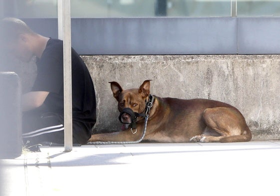 Un perro que atacó a un juez en Gijón, en una imagen de archivo.