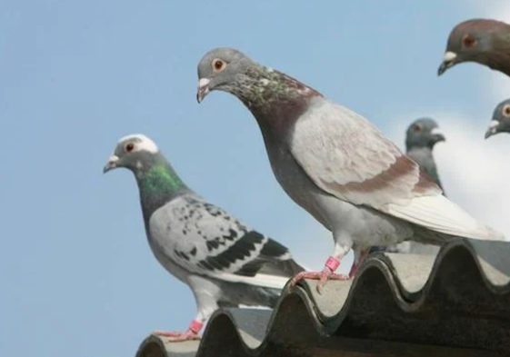 El truco casero para alejar a las palomas de tu terraza o jardín