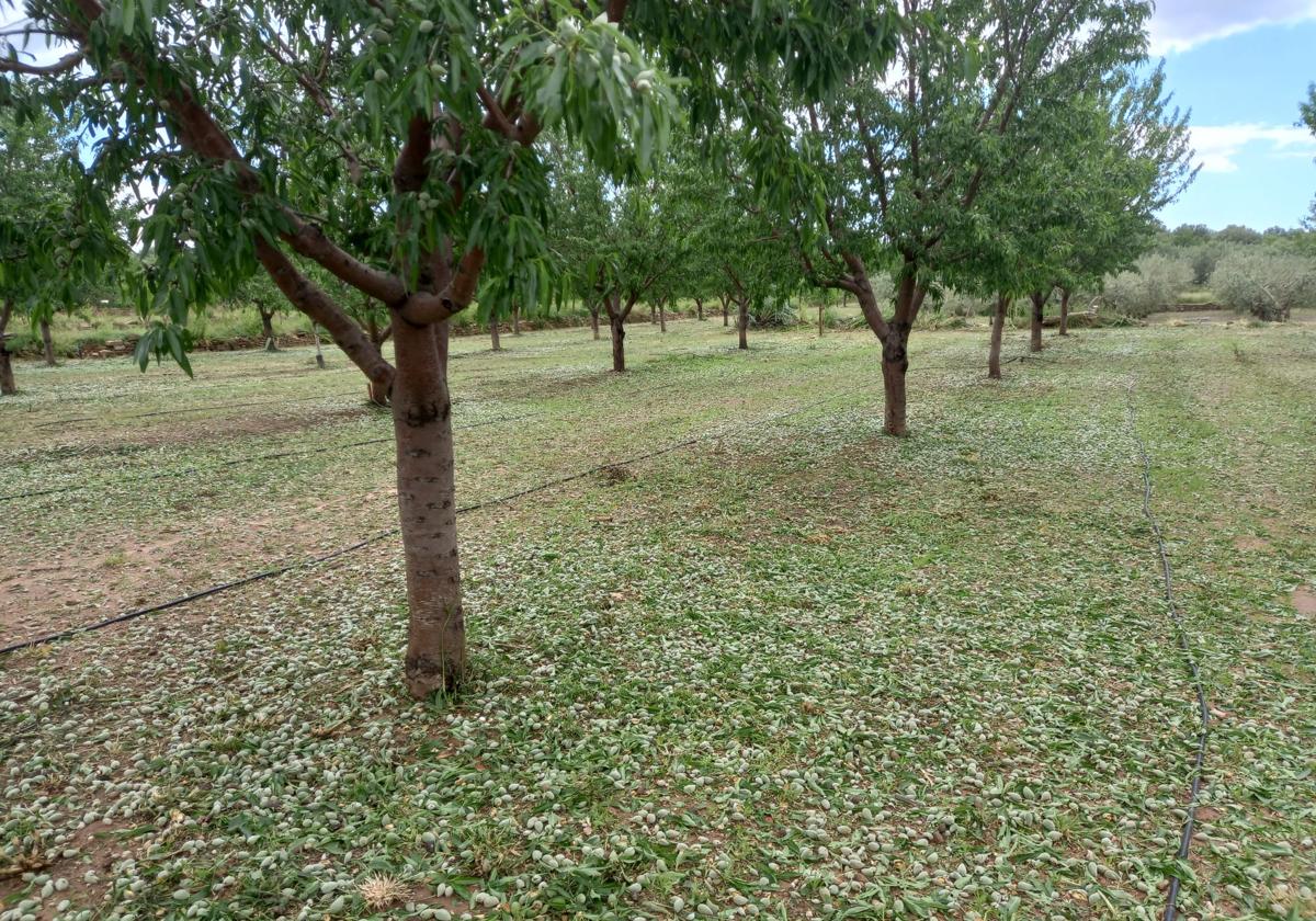 Hojas y frutos en el suelo a causa del temporal.