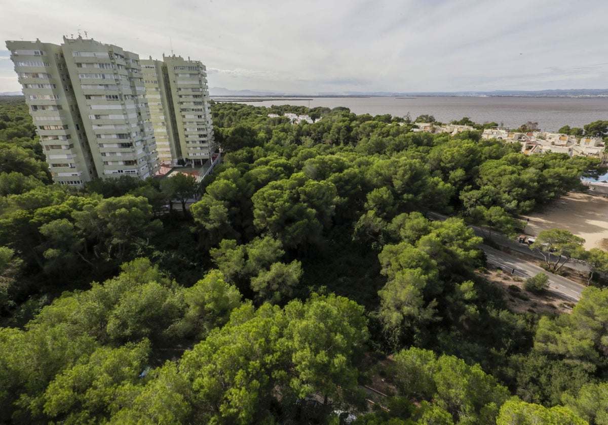 El Ayuntamiento de Valencia rociará la Devesa con un producto preventivo contra incendios