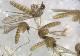 Mosquitos en una imagen de archivo.
