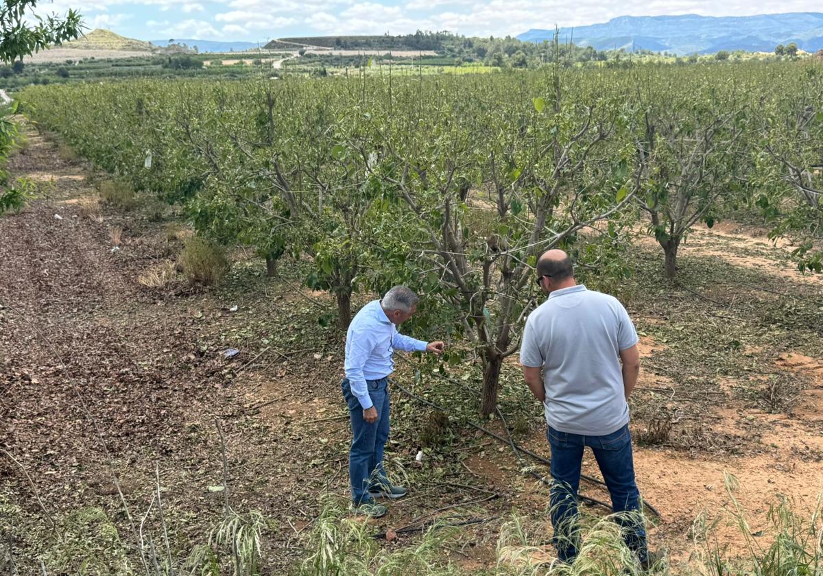 El conseller de Agricultura insta al Gobierno a declarar zona catastrófica los municipios afectados por el pedrisco