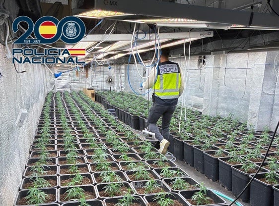Interior de la plantación.