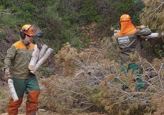 Tala de árboles abatidos por la dana en Godelleta.