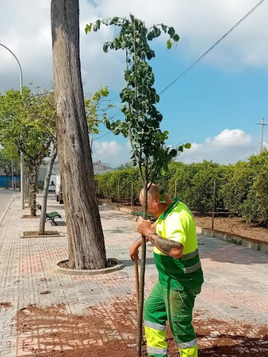 Burriana apuesta por el verde con nuevas acciones para regenerar el paisaje urbano