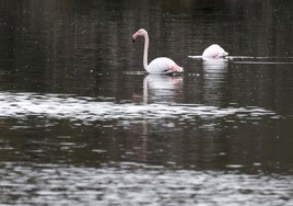 Dos flamencos en el lago de la Albufera.