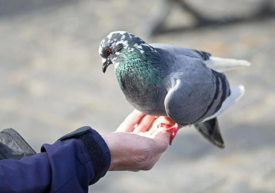 Seis trucos sencillos e infalibles para evitar que las palomas se posen en tu ventana o terraza