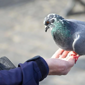 Seis trucos sencillos e infalibles para evitar que las palomas se posen en tu ventana o terraza