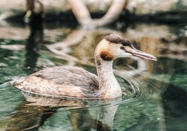 Un somormujo, la nueva especie que habitará en el Oceanogàfic.